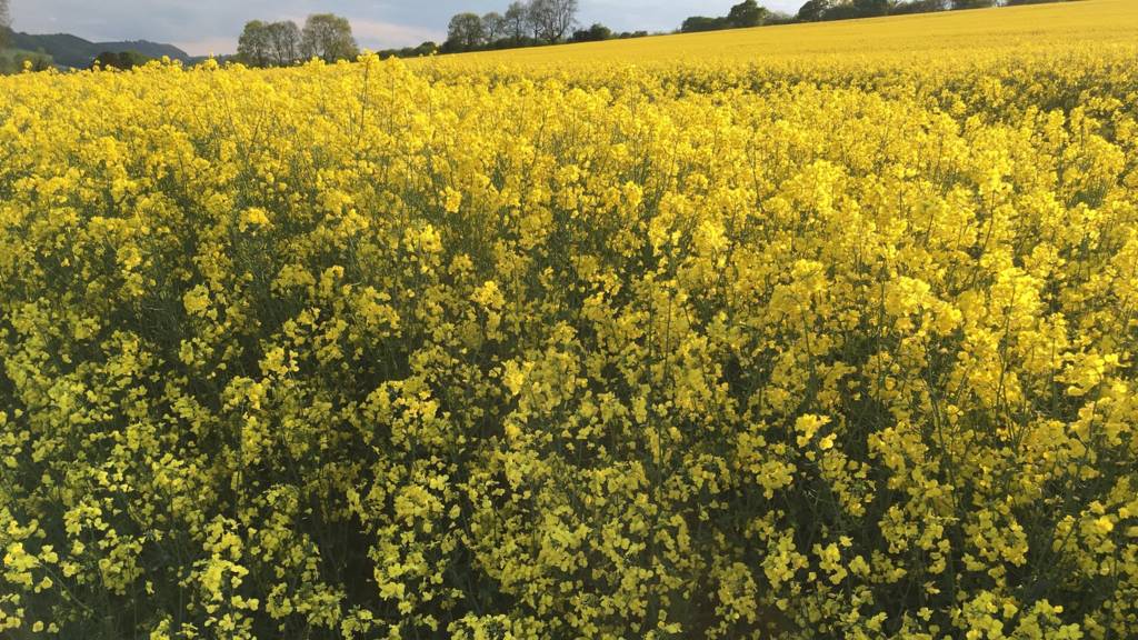 Rapeseed field