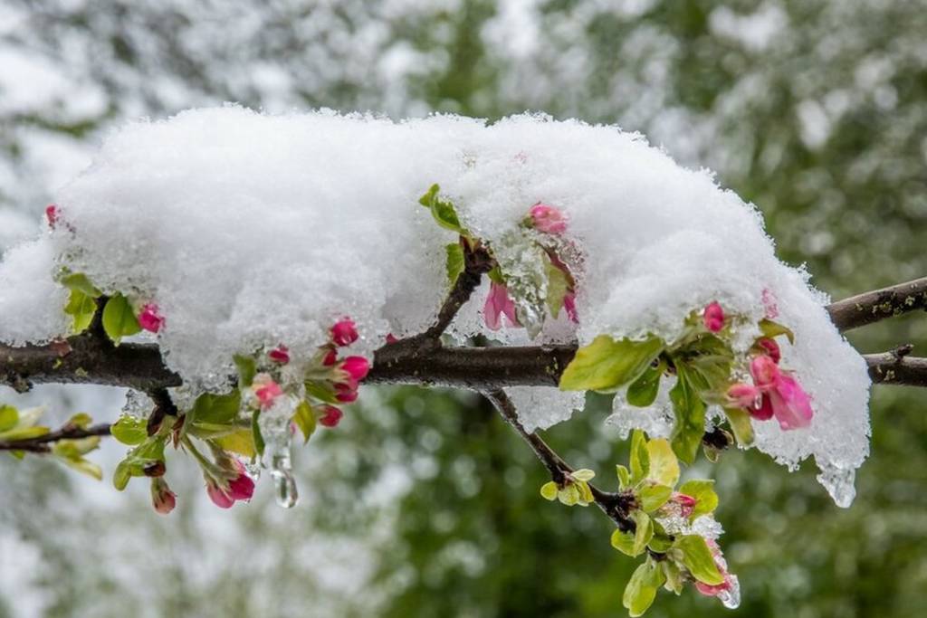 بارش برف در اردیبهشت ماه در شمال ایران