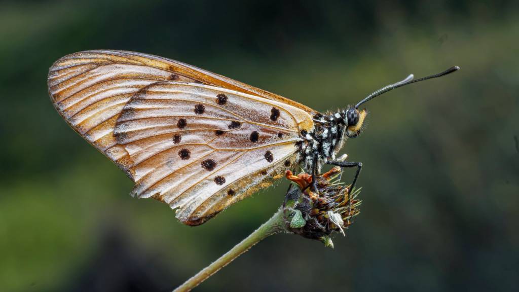 Acraea Encedon butterfly (Acraea) relaxes on a dry blackjack flower in Syokimau, Kenya