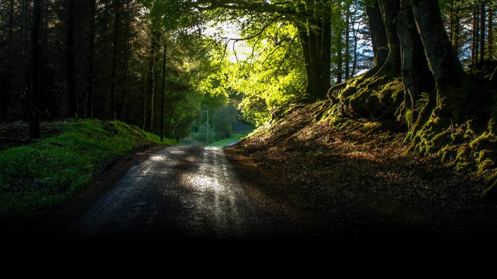 Evening sun at Baronscourt