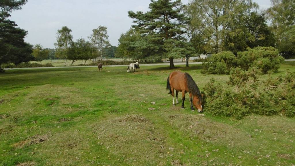 New Forest