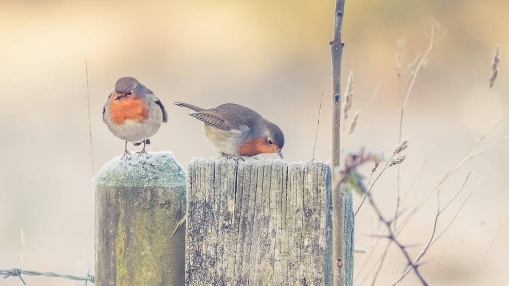 Robins