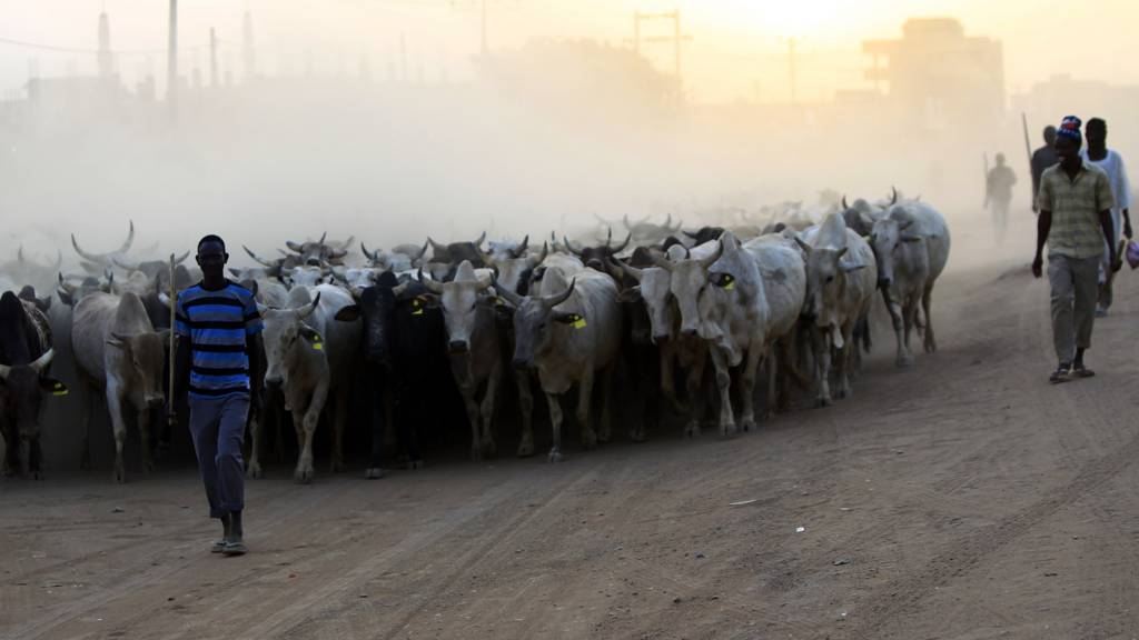 cow herders in Sudan