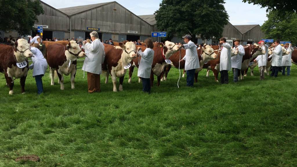 Cows at Royal Norfolk Show