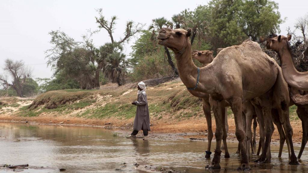 A camel herder crosses Yobe river, that separates Nigeria from Niger