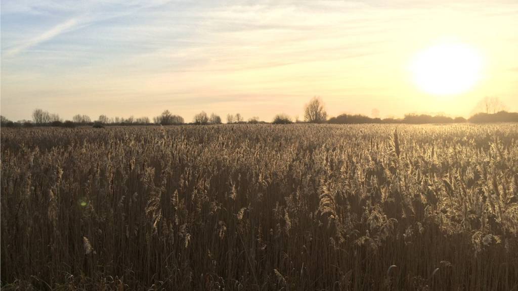 Wicken Fen, Cambs