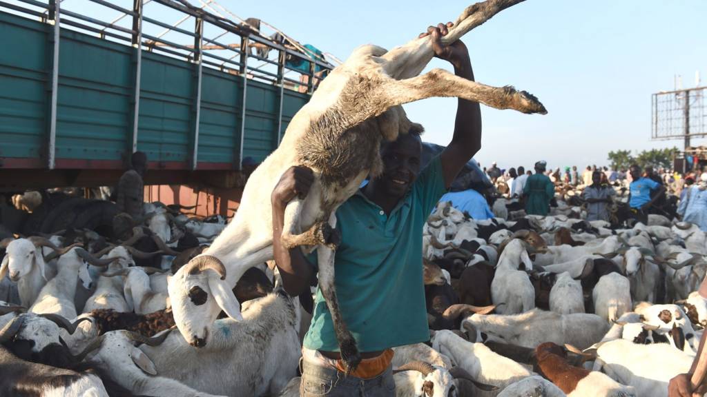 A vendor carries a ram discharged from a truck ahead of Eid-el-Kabir celebration at Kara Isheri market in Ogun State