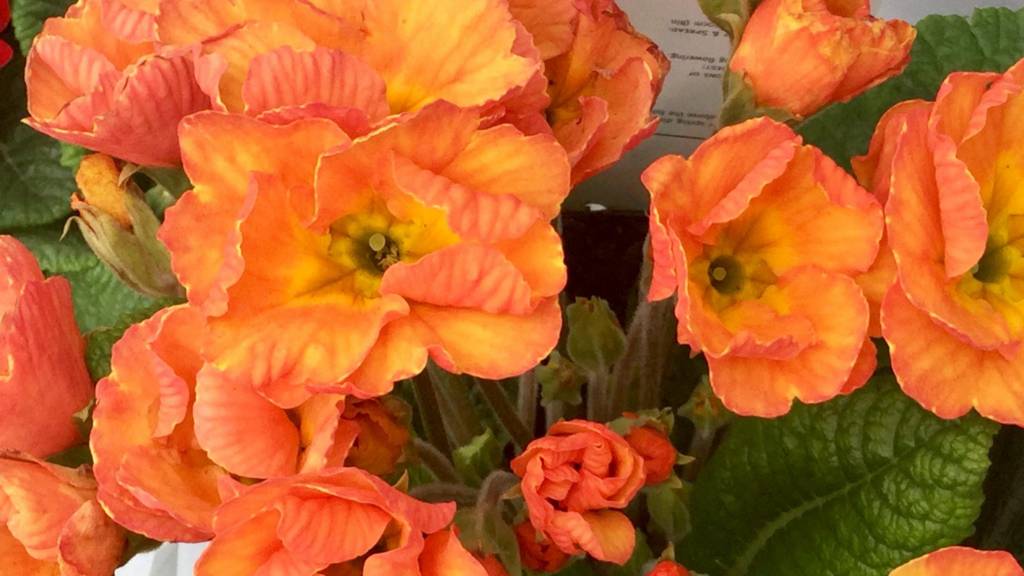 Flowers in Kegworth