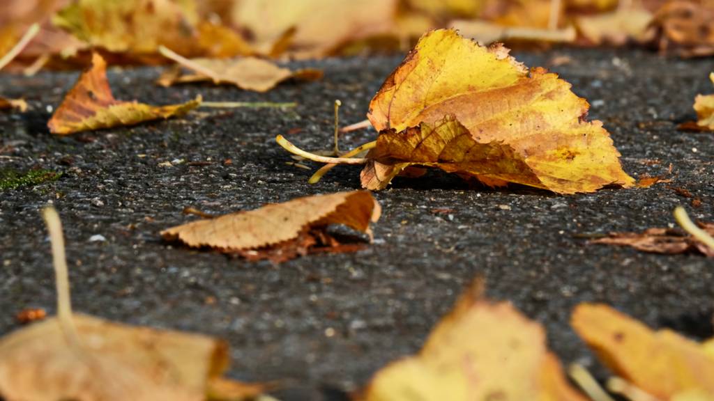 Leaves in Ridgmont