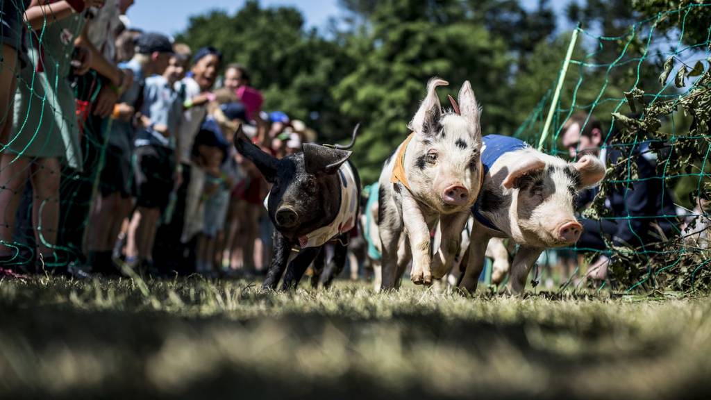 Piglets racing