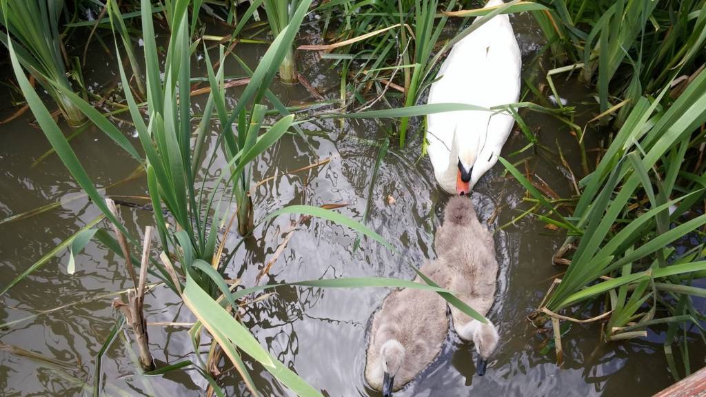 Swans