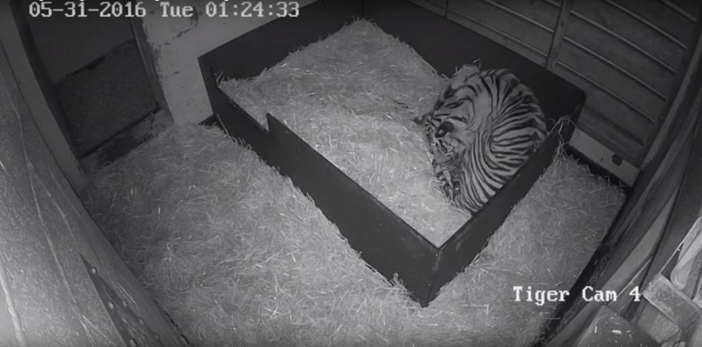 Sumatran tiger and cubs. Pic: Paignton Zoo