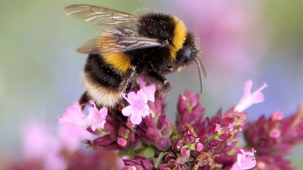 Bee at Beth Chatto