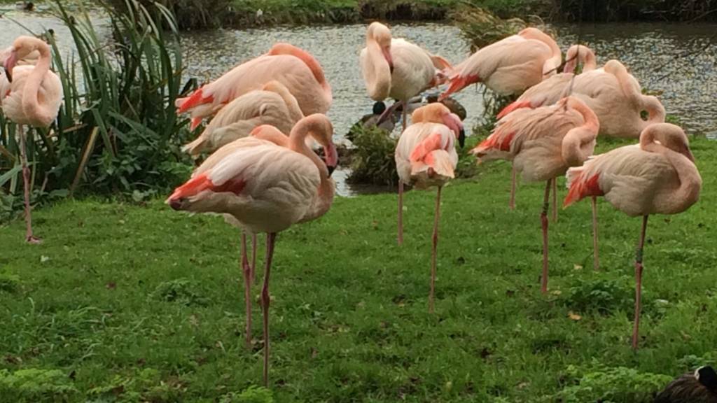 Pensthorpe