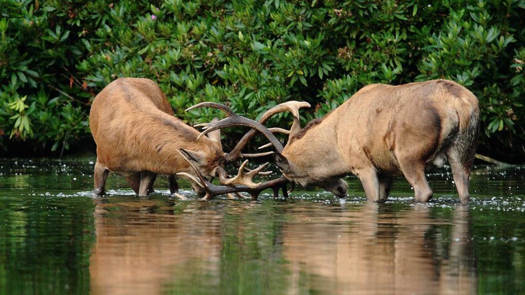 Wollaton deer
