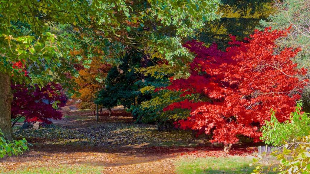 Autumn Colours at Harcourt Arboretum