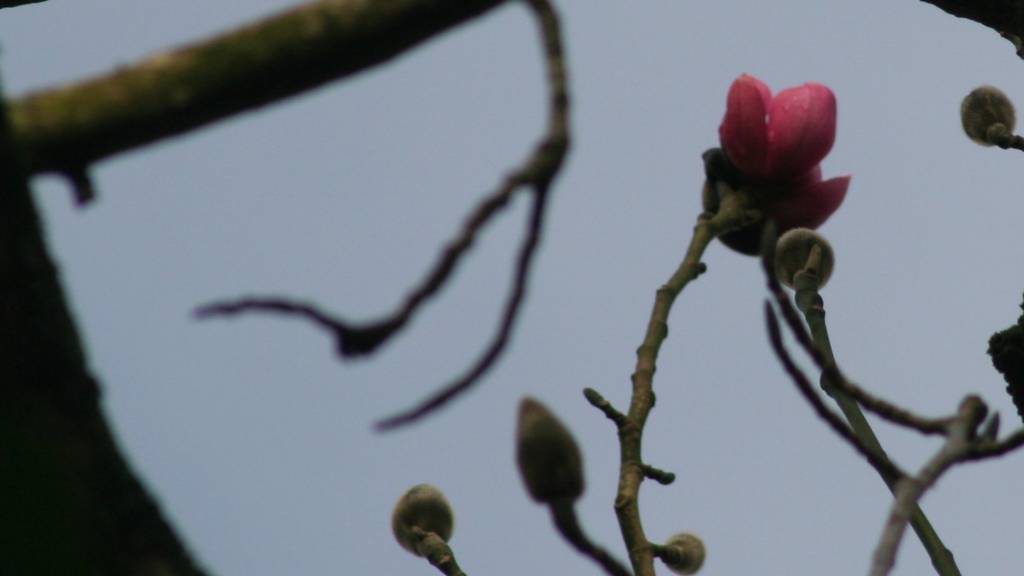 magnolia