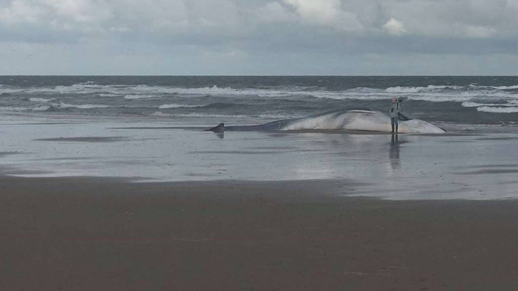 Beached whale at Holkham beach