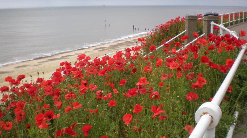 Poppies at Southwold