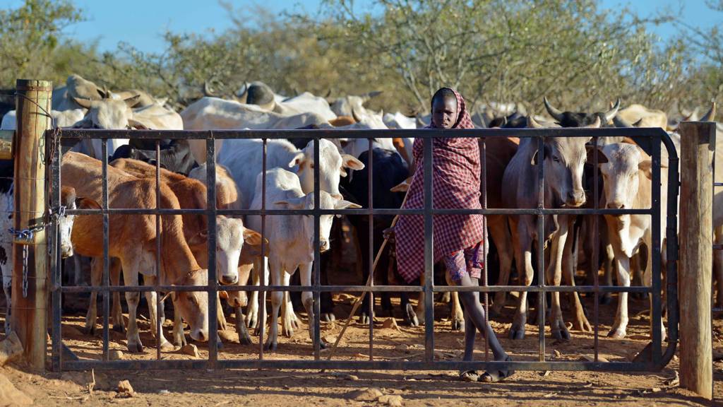 A young herder from the indigenous Samburu pastoral community waits on 24 January 2017 with his family's cattle to be allowed access to already dwindling pasture on the plains of the Loisaba wildlife conservancy in Kenya