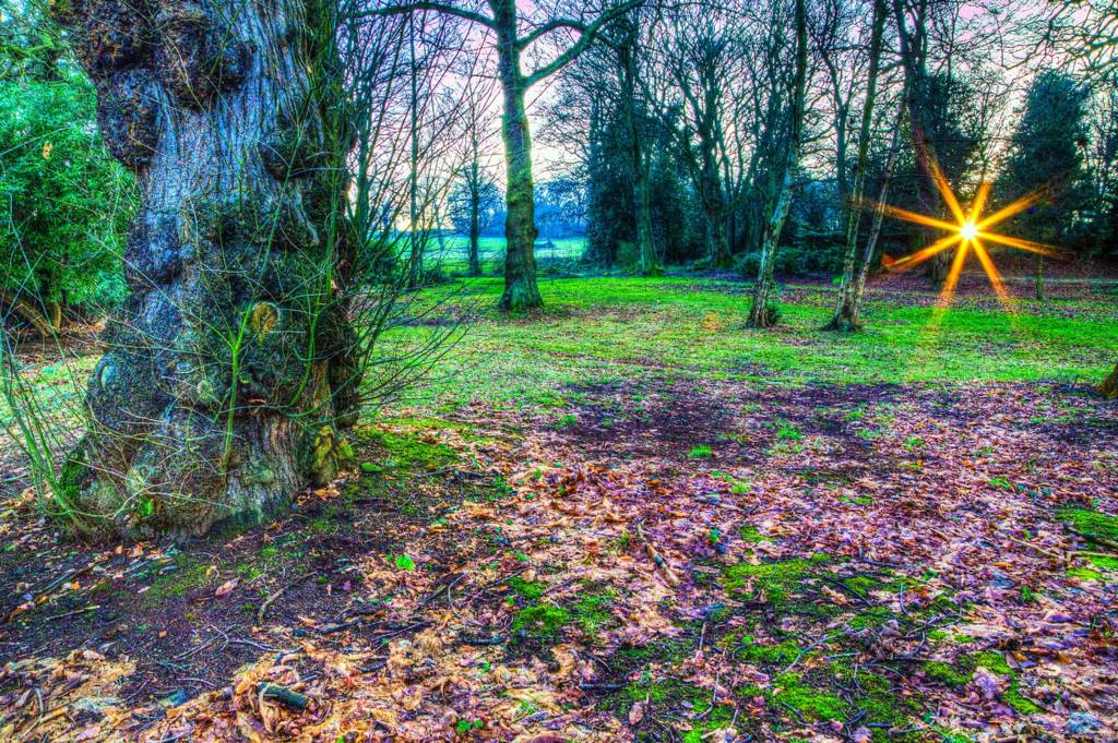 Sun through trees at Wortley