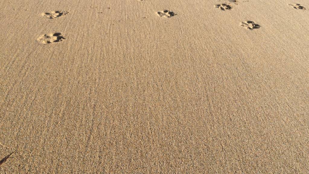 Paw prints