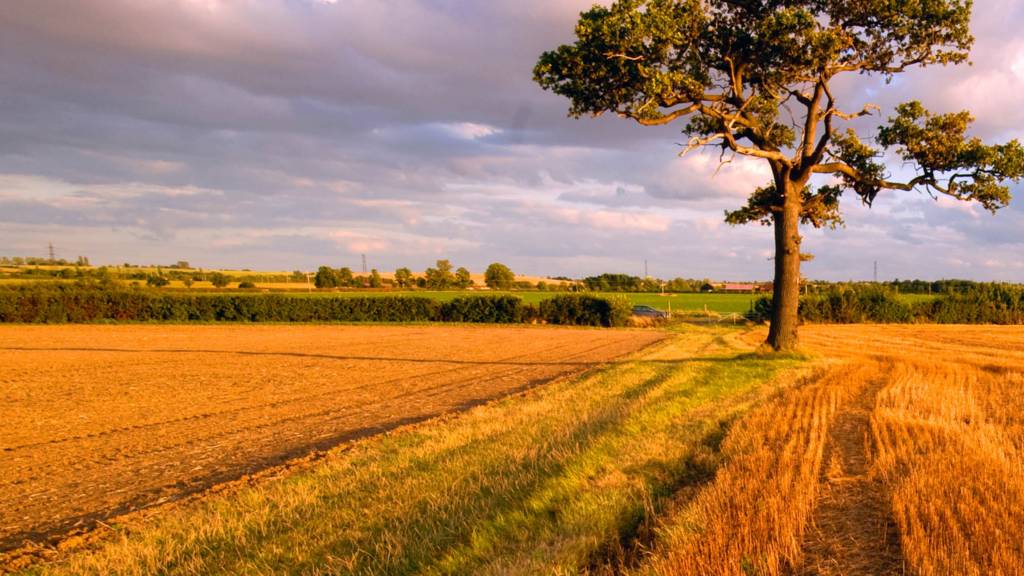 Tree in a field