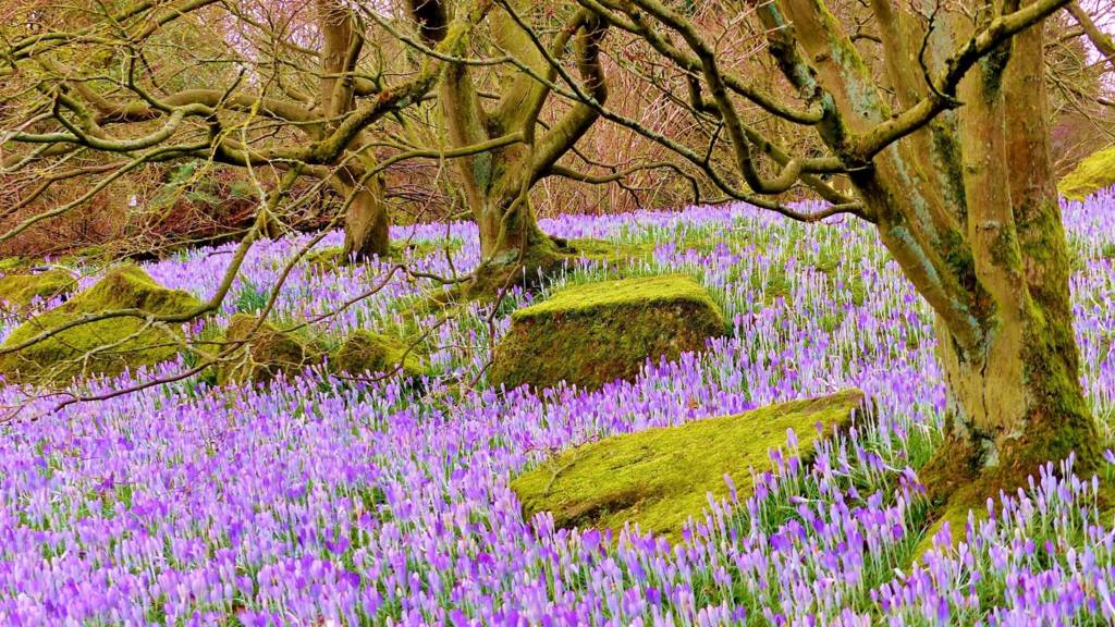 Crocuses at the University of Leicester Botanic Garden, Oadby