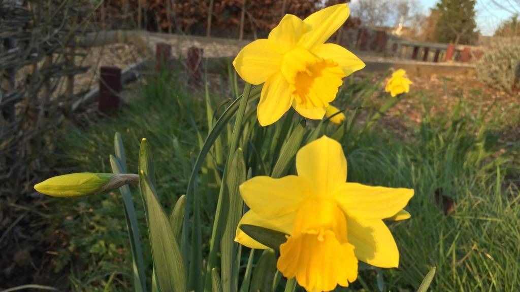 BBC Local Live Leicestershire on Monday 21 March 2016 BBC News