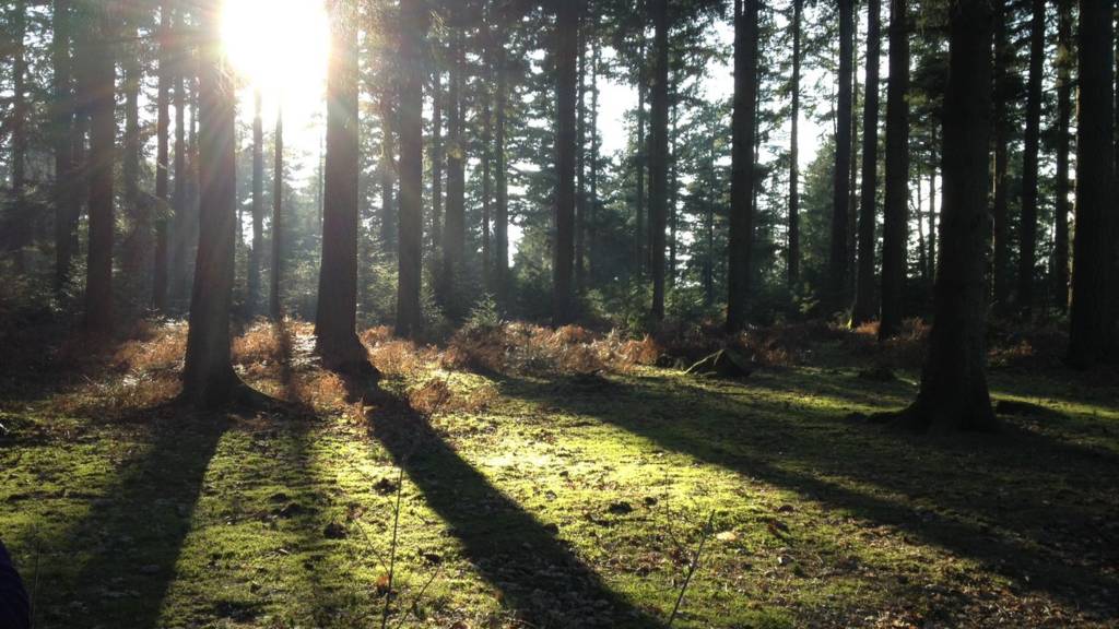 New Forest