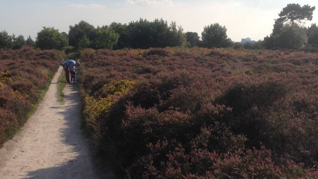 Dunwich Heath