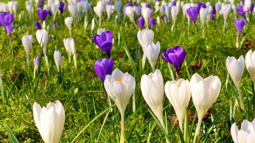 BBC Local Live Leicestershire on Tuesday 12 April 2016 BBC News