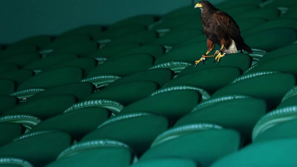 Rufus the hawk