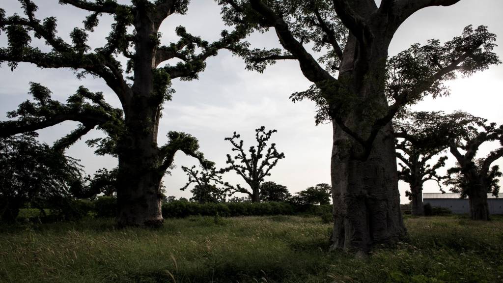 Baobab trees are seen on the outskirts of Bandia forest