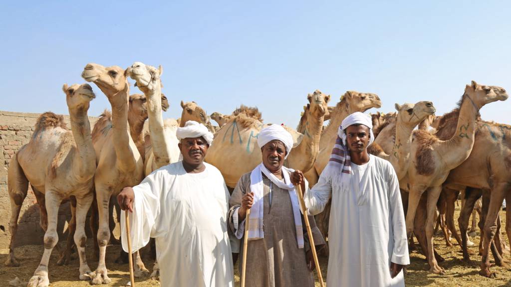 Camel traders in Egypt - 2022