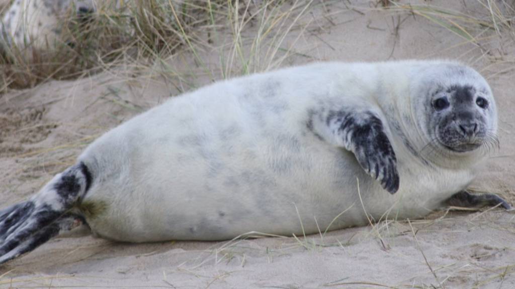 Seal pup at Horsey