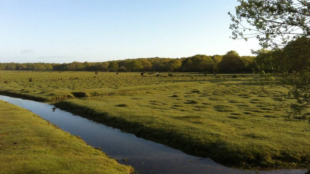 Balmer Lawn, New Forest