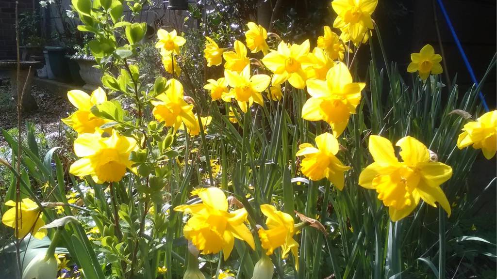 Flowers in Birstall