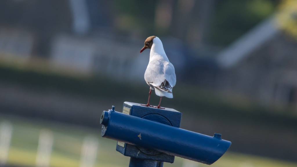Larne Seagull