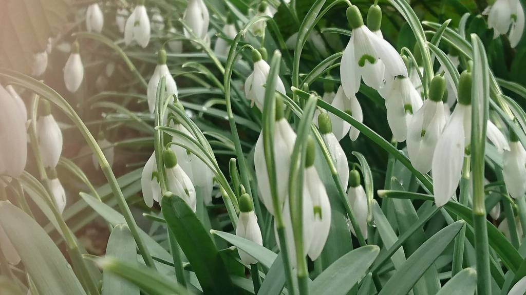 Snowdrops in Oxfordshire