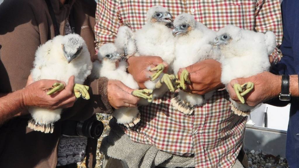 Peregrine chicks in Ipswich