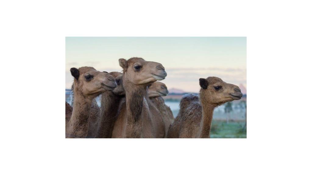 Diyaarad Jowhar ka kacday oo mid kamid ah matooradeedii uu ka damay - Somali Diyaarad Jowhar ka kacday oo mid kamid ah matooradeedii uu ka damay - Somali