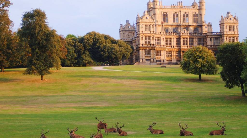 Wollaton Hall deer