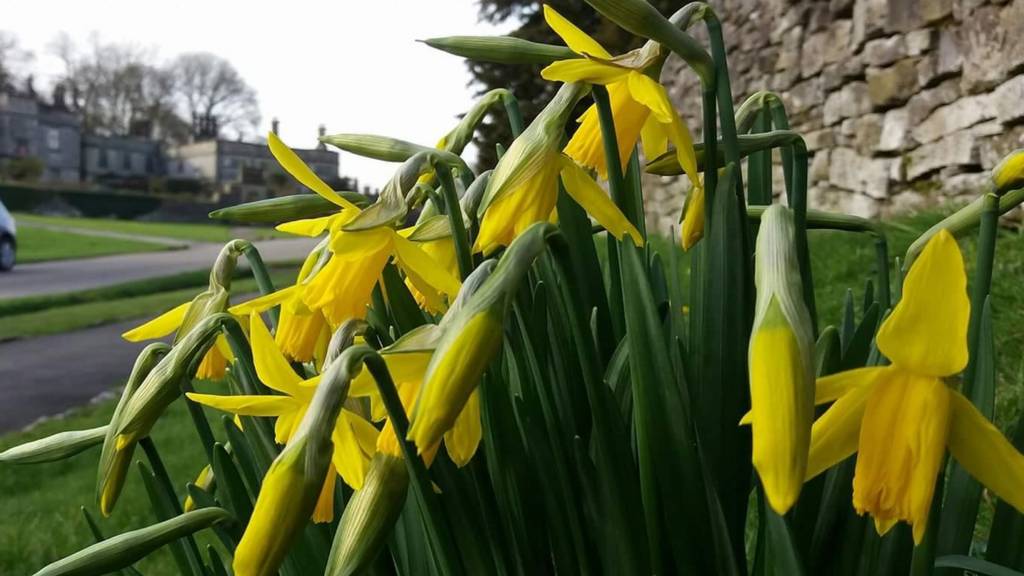 tissington daffodils