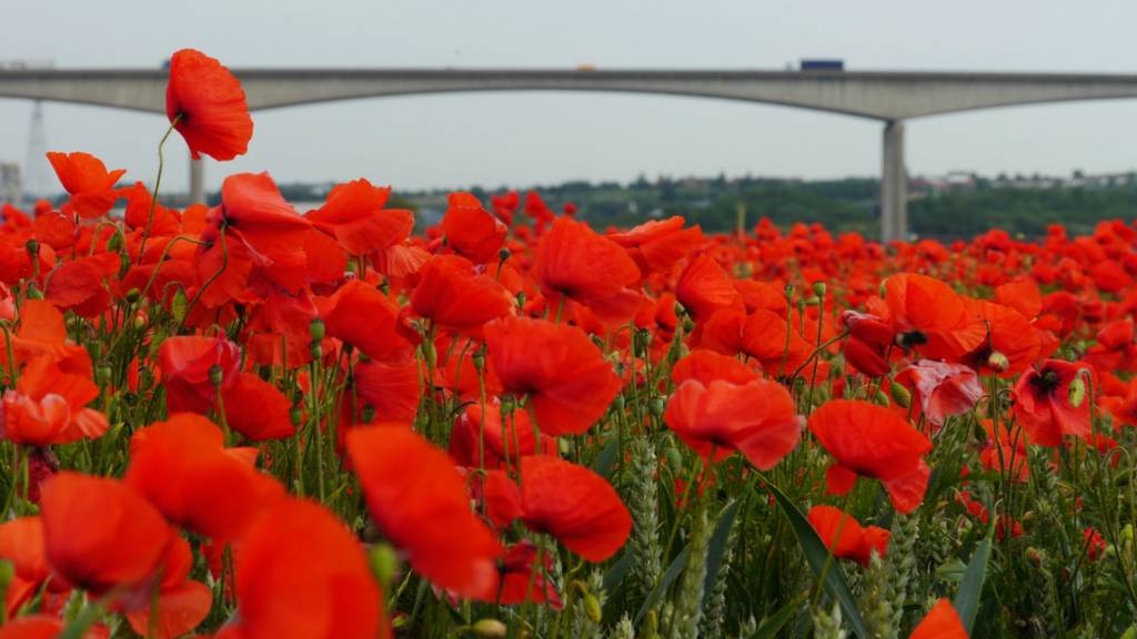 Poppies near Orwell Bridge