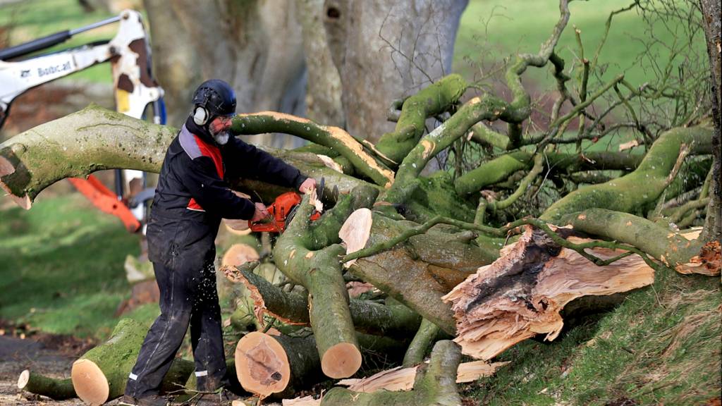 Workmen continue their clear up as a number of trees in Northern Ireland have been damaged and felled by Storm Isha on Monday 22 January 2024