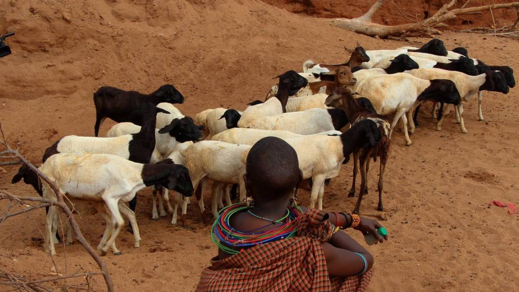 A shepherd boy and his animals are seen during the food and water shortages which also affects the areas where people live in Nairobi, Kenya on November 23, 2022.