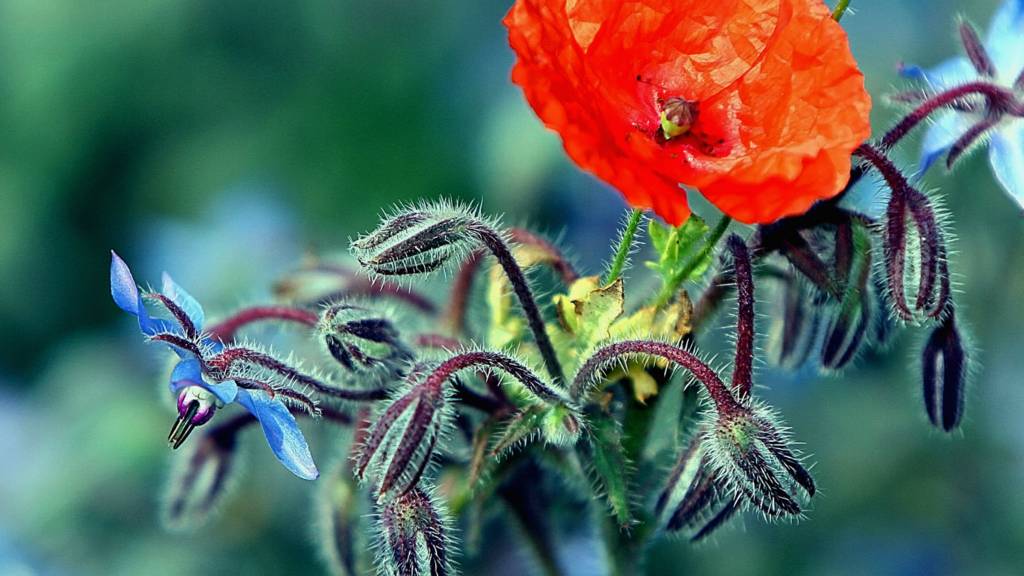 Wild flower in Bedfordshire