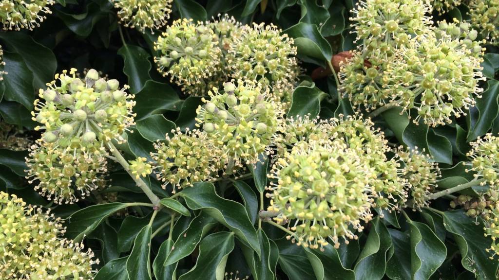 Winter ivy