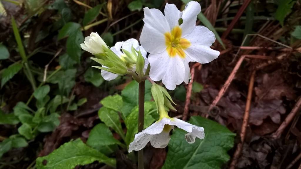 primula